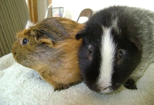 Rachel E Smith guinea pigs Peregrine and Ozymandias