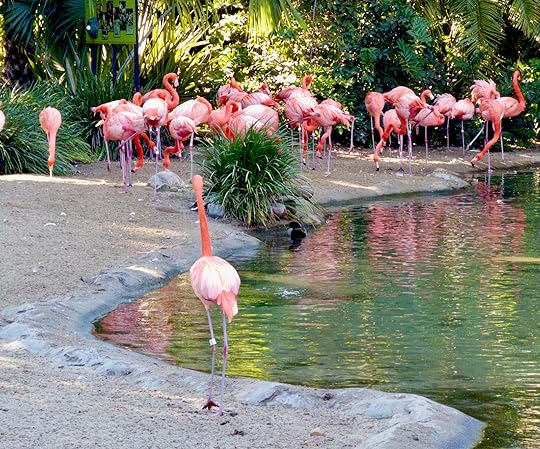 A flock of pink flamingoes at the San Diego Zoo