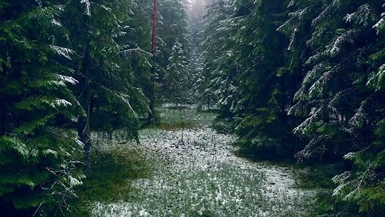 a snow covered path through a forest filled with trees