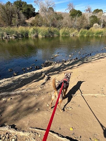 Sunny checking out the ducks at the pond