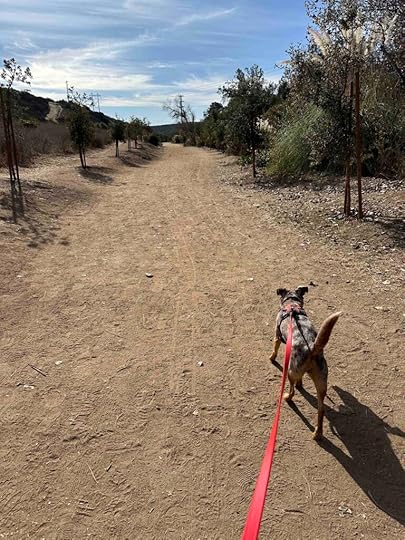 the main trail at Buena Vista Park Trails