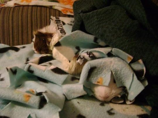 Rachel E Smith guinea pigs Snuffy and Thorfy