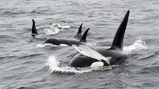 Orca swimming with a salmon on their head
