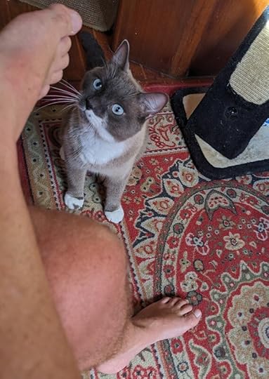 Attack Cat