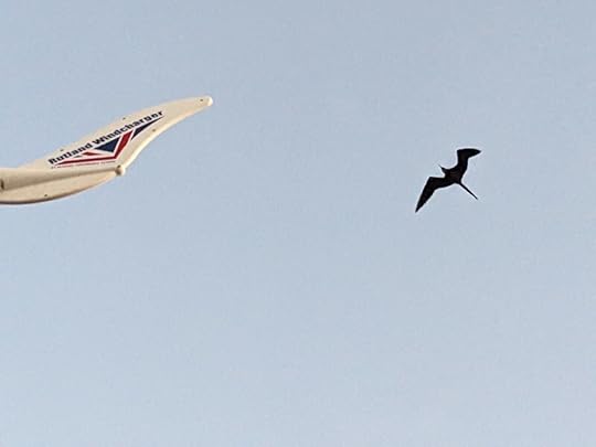 Magnificent Frigetbird and wind generator