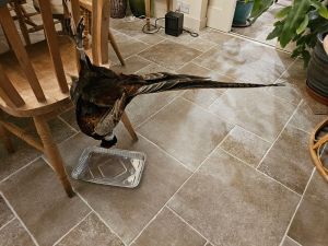 Picture of a pheasant which is dead hanging up over a foil oven dish on a flagged floor