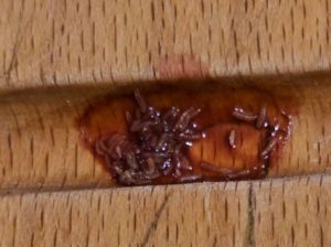 Picture of drop of red blood on a light brown pine chopping board with maggots in it.