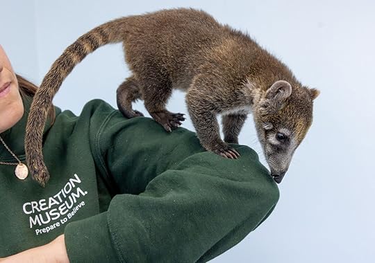 New baby coatis at Creation Zoo