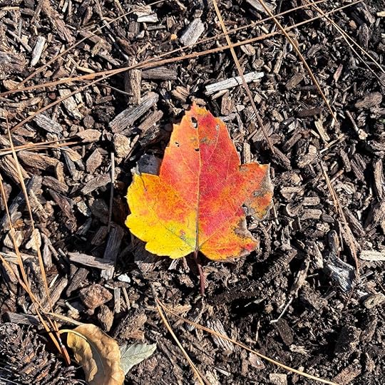 a leaf on the ground