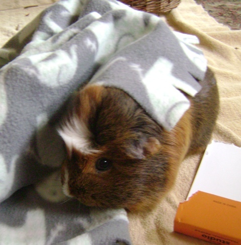 Rachel E Smith guinea pig Peregrine