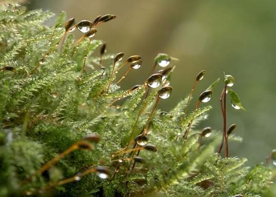 Closeup of moss with raindrops