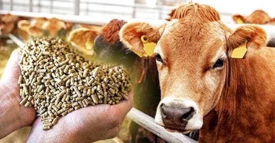 cow and animal feed