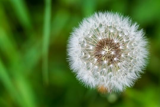 dandelion