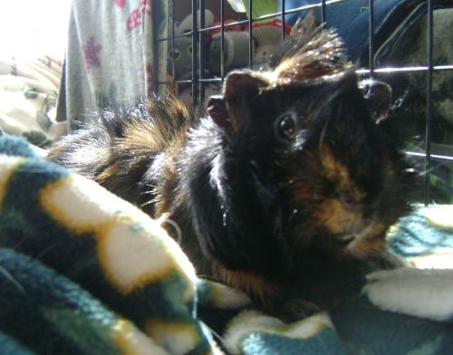 Rachel E Smith guinea pig Wisting