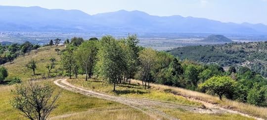 Paths around some trees. You get to choose how you approach the unknown