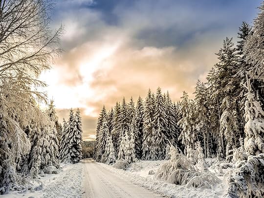road in between trees covered by snow