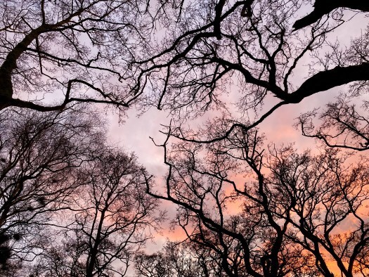 trees and sky