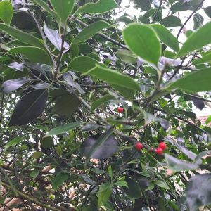 photo of holly in my garden