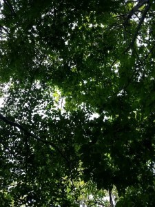 photo looking up through forest canopy