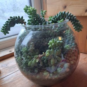 photo of goldfish bowl overflowing with green succulent plants