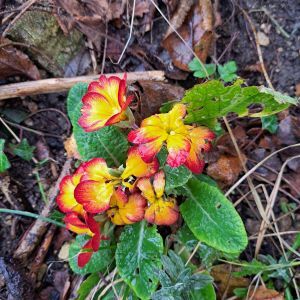 photo of pink and yellow primrose
