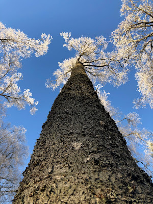 Winter-tree. Nanne Nyander