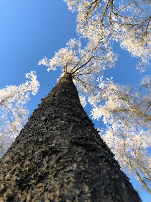 December-tree. Nanne Nyander