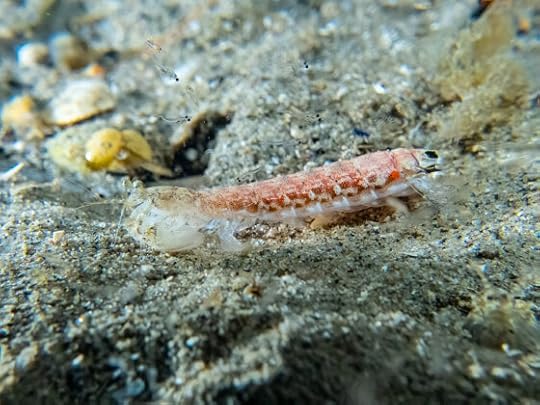 Blairgowrie Pier snorkel, day and night, 21 December 2025