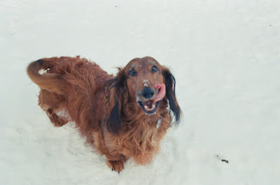 Dachshund in snow