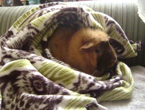Rachel E Smith guinea pig Ozma
