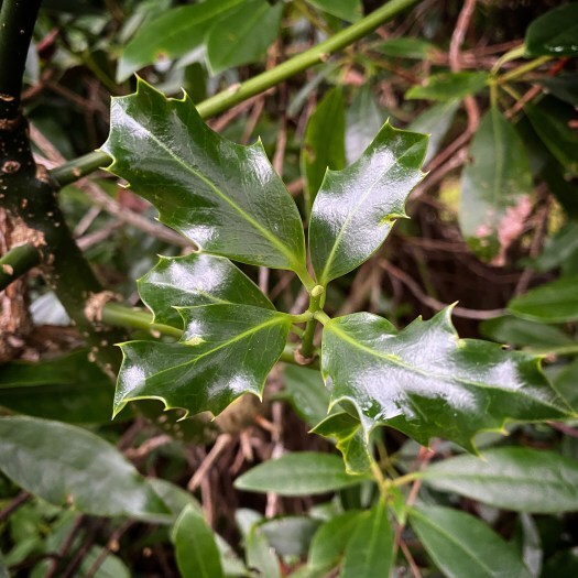 festive moments: holly