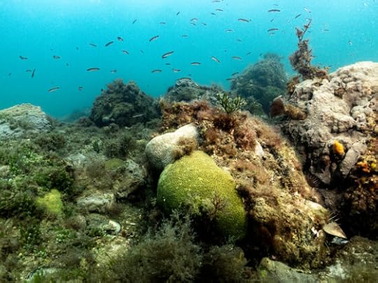 Christmas Snorkel at Fossil Beach