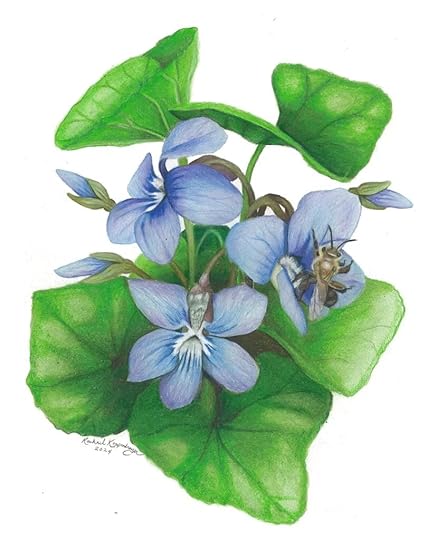 Andrena bee visits blue violet flowers