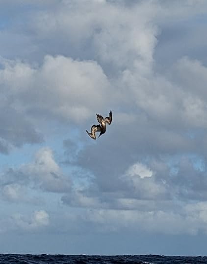 A diving Brown Booby