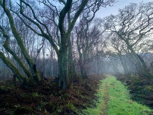 walking in the misty woods