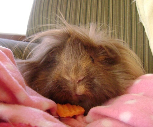 Rachel E Smith guinea pig Danger Crumples