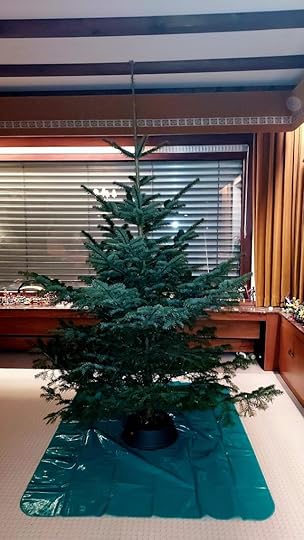 Undecorated Christmas tree in the living room