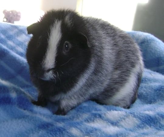 Rachel E Smith guinea pig Ozymandias