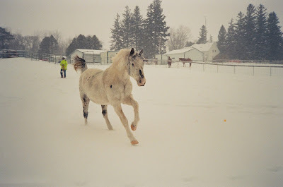 Charlie running in the snow