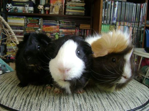 Rachel E Smith guinea pigs Hen Wen, Thorfy, Snuffy