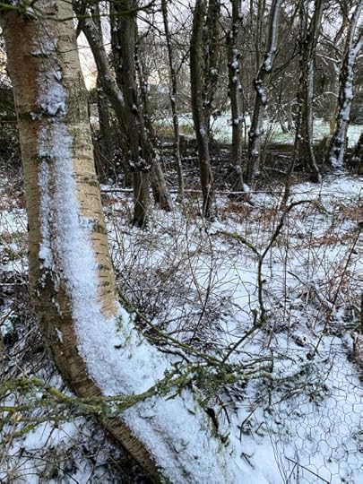 snowy woods