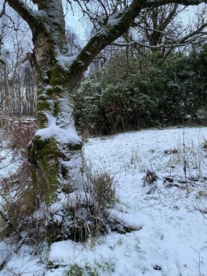 snowy woods