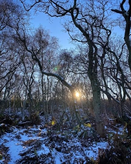 snowy woods