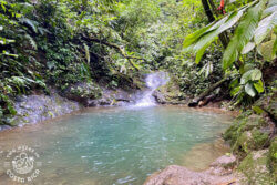 green pool and small waterfall surrounded by lush vegetation