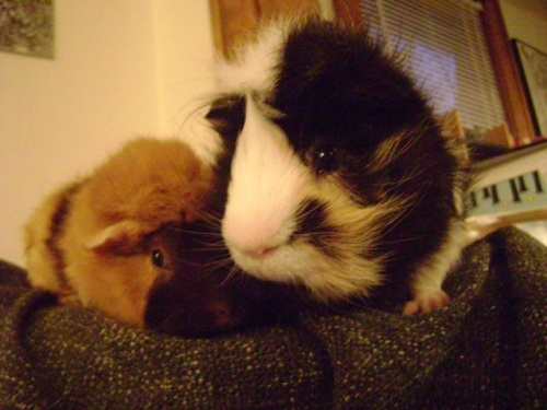 Rachel E Smith guinea pigs Ozma & Finny