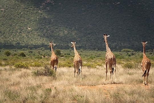 reticulated giraffes in samburu national reserve