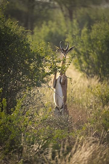 gerenuk in samburu national reserve, kenya