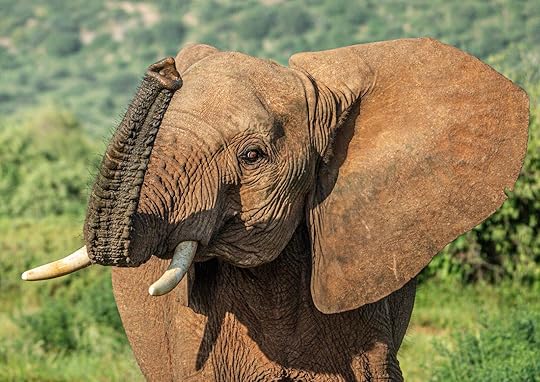 elephant and trunk in samburu national reserve