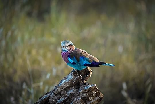 samburu national reserve roller