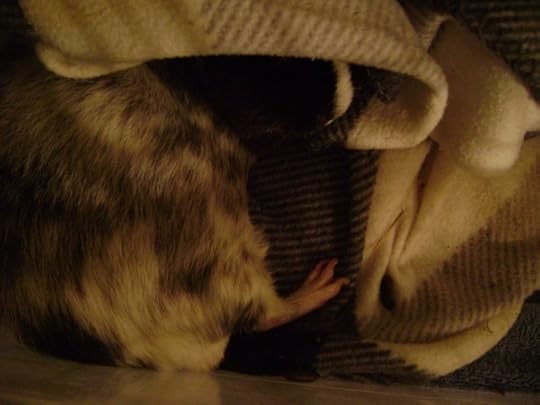 Rachel E Smith guinea pig Ozymandias